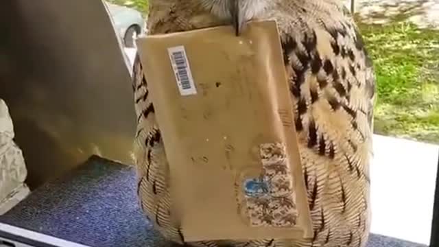 Owls are amazing. He delivers letters to people.