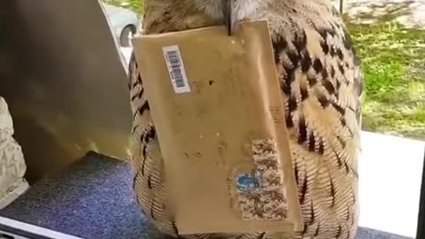 Owls are amazing. He delivers letters to people.