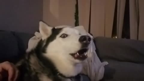 HAHA! Husky Trying To Sound Like A Race Car