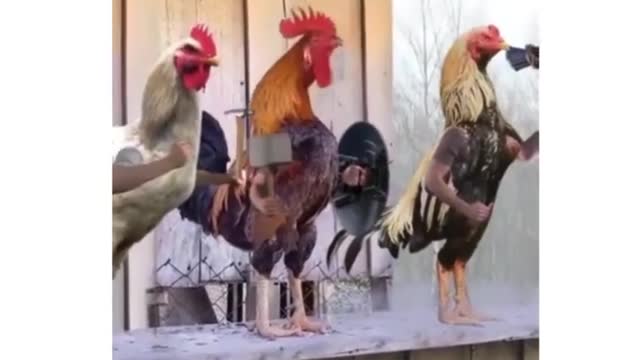 Funny Chickens Talking Like Avengers
