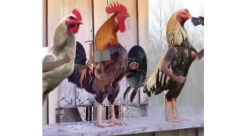 Funny Chickens Talking Like Avengers
