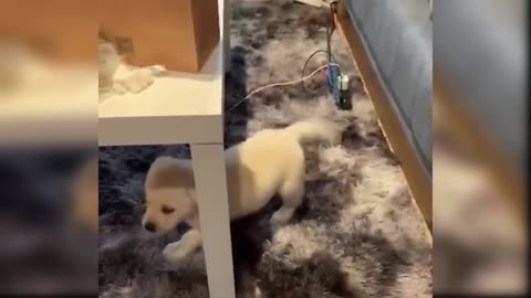 Baby Dogs - Cute and Funny Dog Videos Compilation