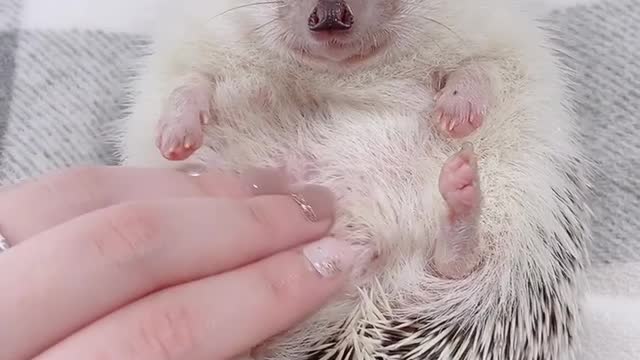 #hedgehoglove#hedgehog#hedgielove#petstagram#petlovers