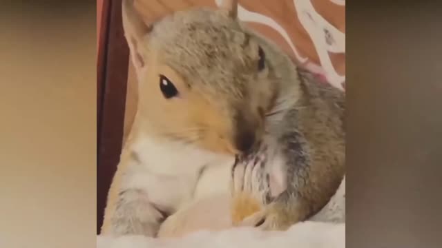 Cute squirrel cleaning herself.. 🐿🐿🐿 happiest squirrel.