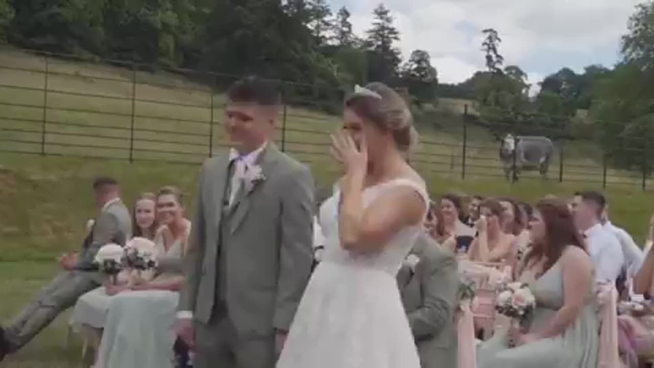 A Сow at a Wedding