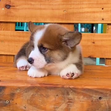 short legs, big butt, cute face, cute dog