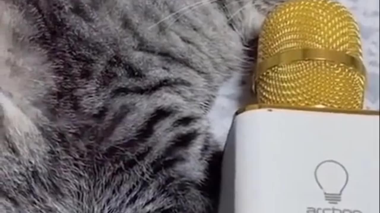 Funny Cat video