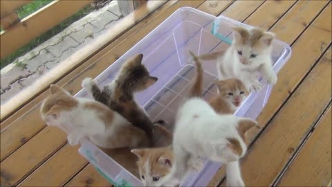 Kittens meowing to much cutness