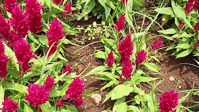 very beautiful red anemon flower