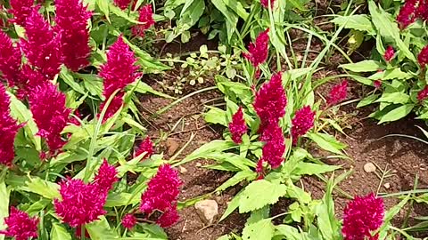 very beautiful red anemon flower