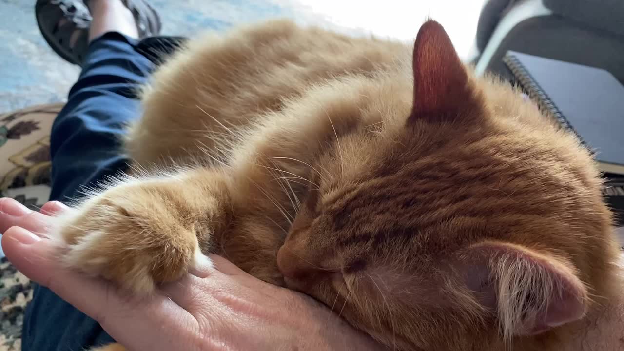 Mango holds my hand while he sleeps