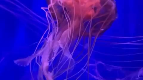 Hypnotic jellyfish