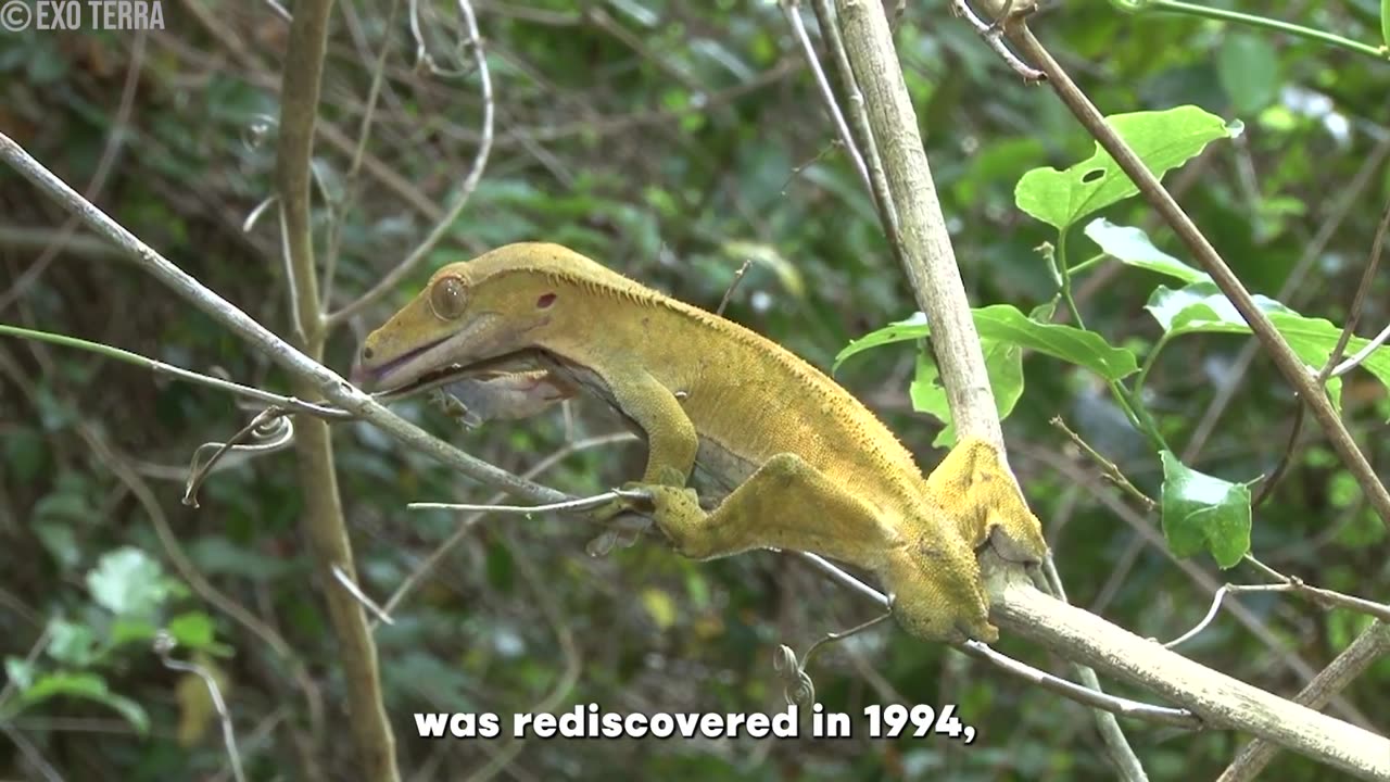 30 Animals Believed To Be Extinct Caught Alive On Camera (Part 2)