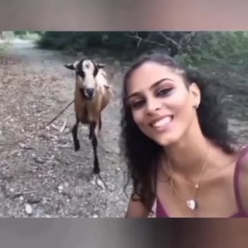 Sheep Hits the Lady 😯!