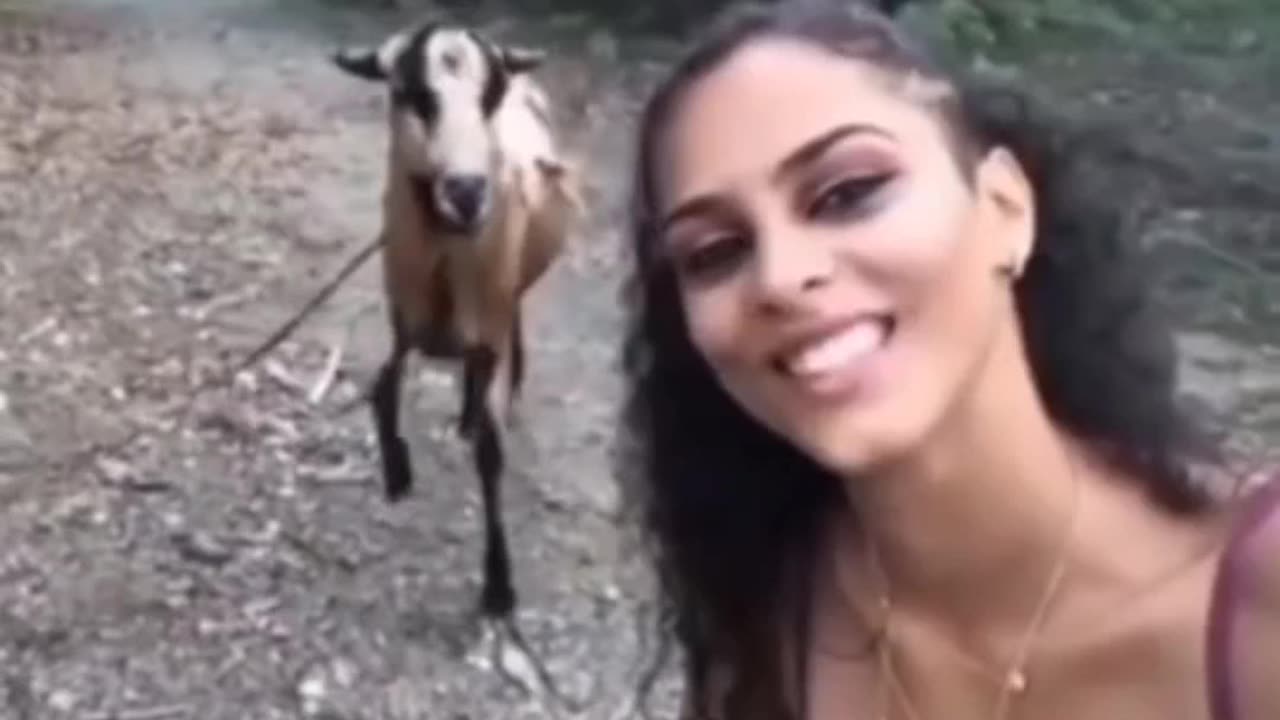 Sheep Hits the Lady 😯!