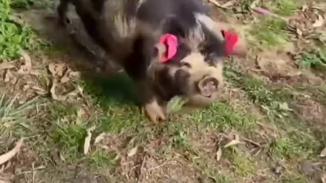 All kinds of small pets