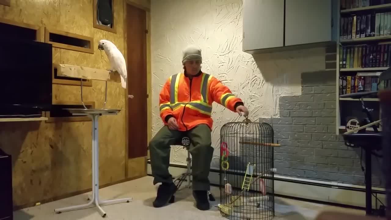 Parrot Cursing