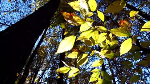 Autumn Winds