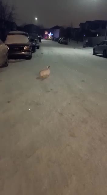 rabbit running down the road in the midd night