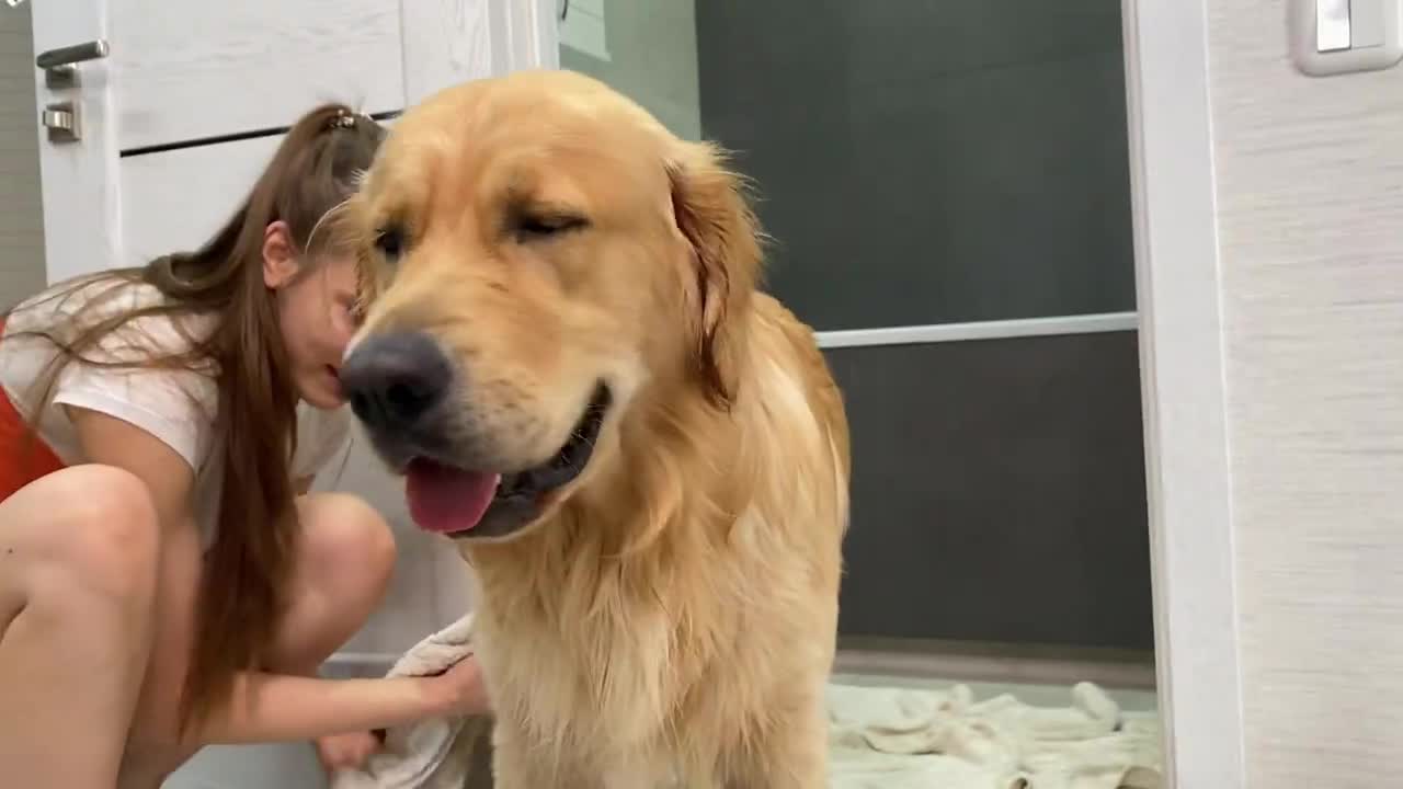 What Bathing My Golden Retriever Looks Like!