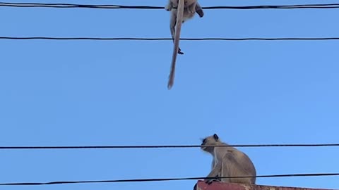 Mama Monkey Save Her Baby's Life ❤️