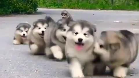 Very cute dog | cute dog playing in road.