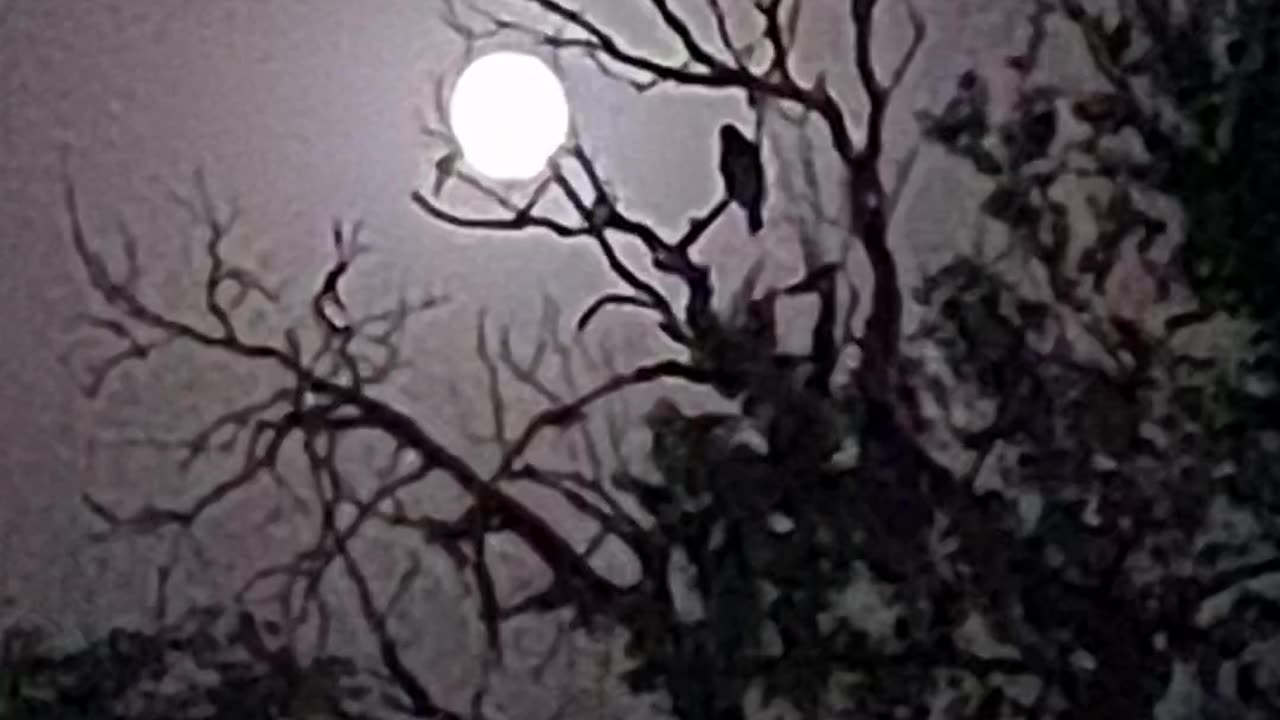 Real Video From My Camera| Horror Footage| Ghost ser on Tree