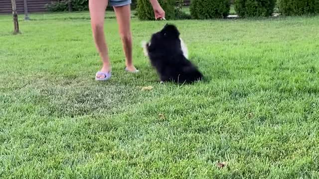 Black and White Dog playing