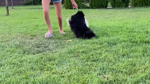 Black and White Dog playing