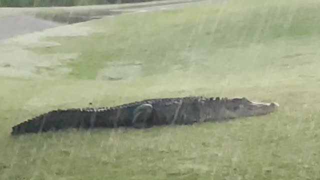 Three-Legged Alligator Walking Under Beautiful Sunrise