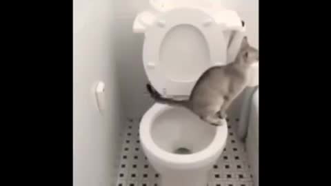 Cat training