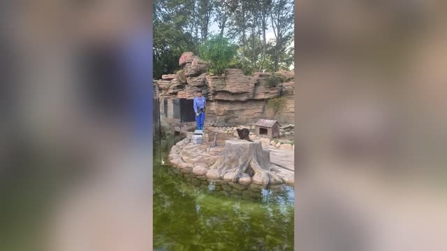 Woman Drops Phone In Zoo Pond Before Otter Rescues It From The Depths