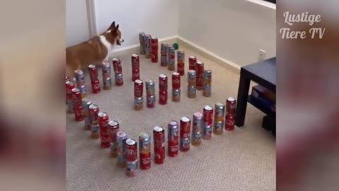 OMG Super Cute ! Best Funny Cats and Dogs Videos