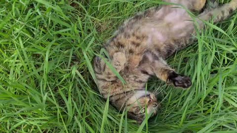 Homeless cats jump on my lap and ask me to adopt them