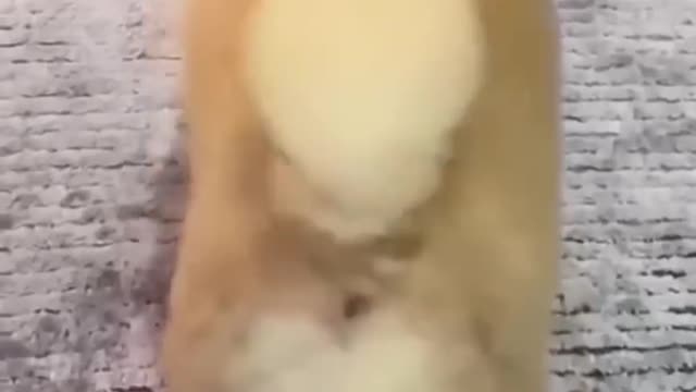Funny Cats and Dogs 🐱🐶 | Funny Anima