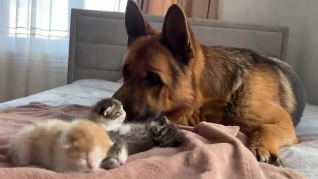 German Shepherd Confused by Baby Kittens