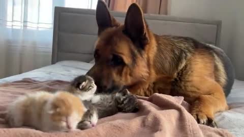 German Shepherd Confused by Baby Kittens