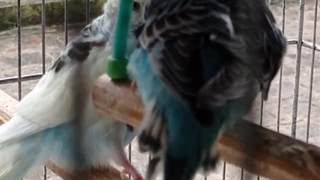 parakeet happy