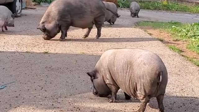 letseat#eating#animalseating#hungry#yum