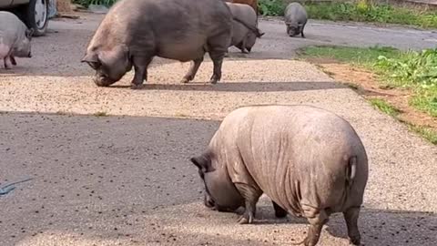 letseat#eating#animalseating#hungry#yum