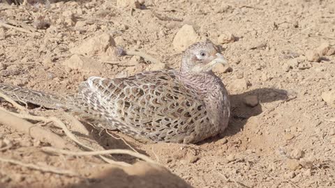 female Pheasant relax own style.