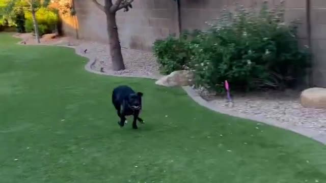 crazy dog, lucy running laps