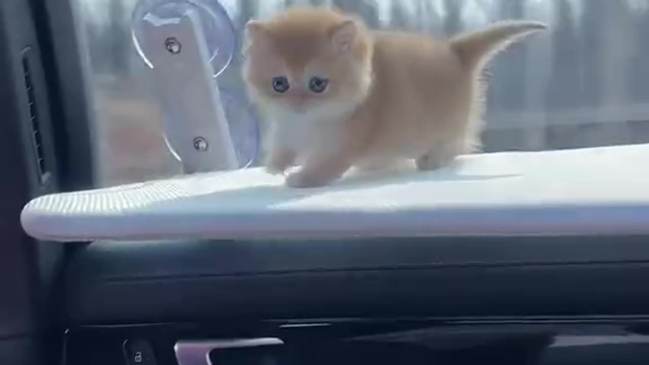 Funny and Cute Cats Videos #239