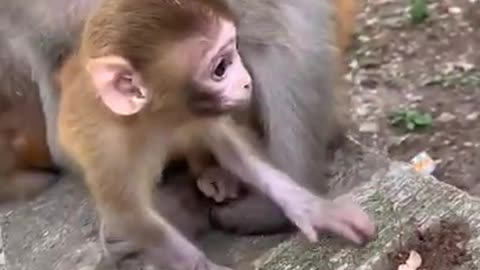 Funny monkey clip videos # 310