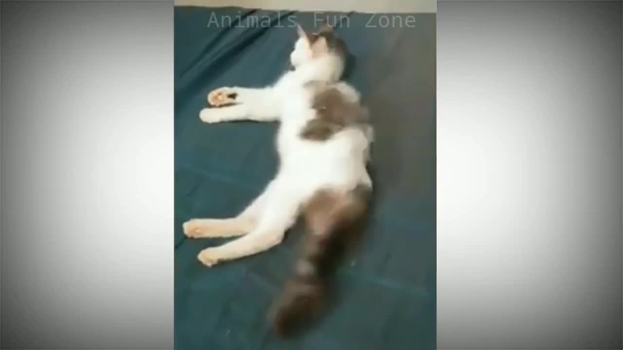 animals funny videos 😂🐄🐈🐕 cat videos funny videos