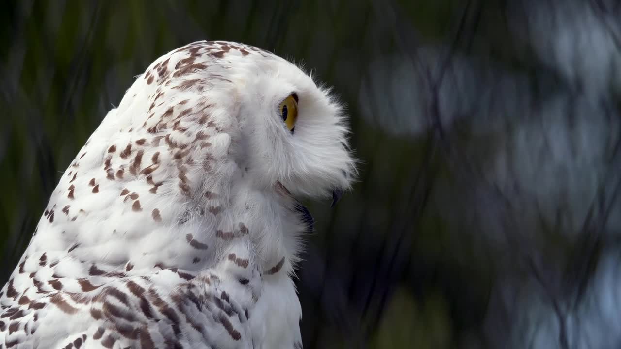 snowy owl call