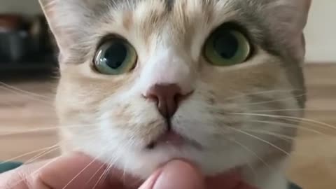 cat cute cat funny cat persian cat