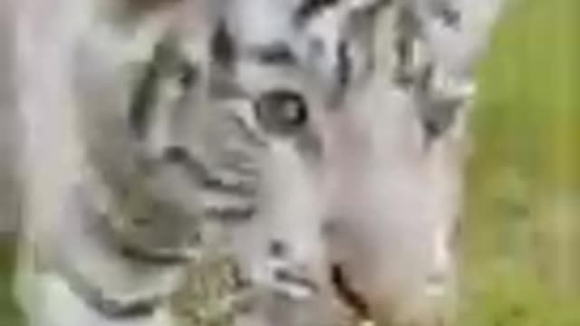 animais antes e depois com música