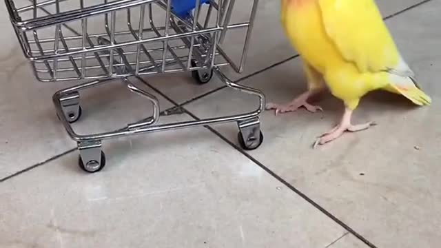 Aww Cutest #Parrot Video 2021 #short Rate bird Funny Compilation Tiktok animal+pet 50