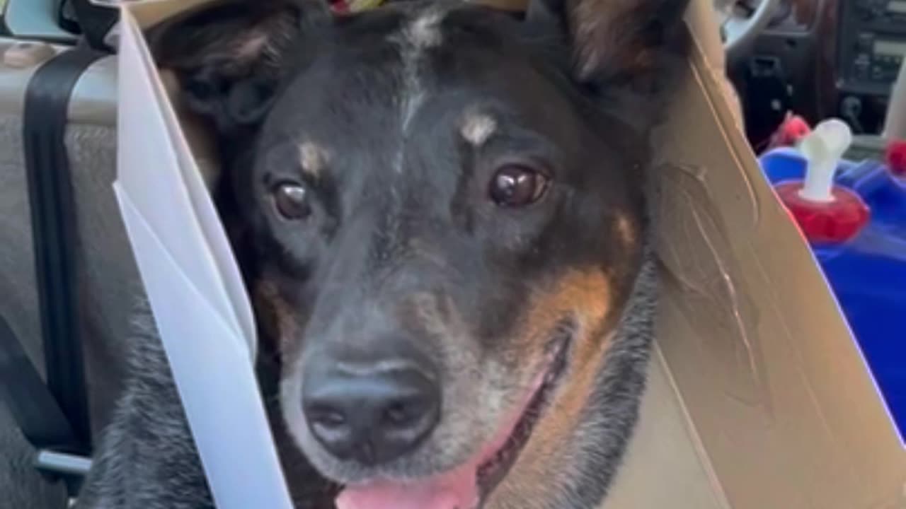 Blue Heeler Dog Gets Head Stuck in Box